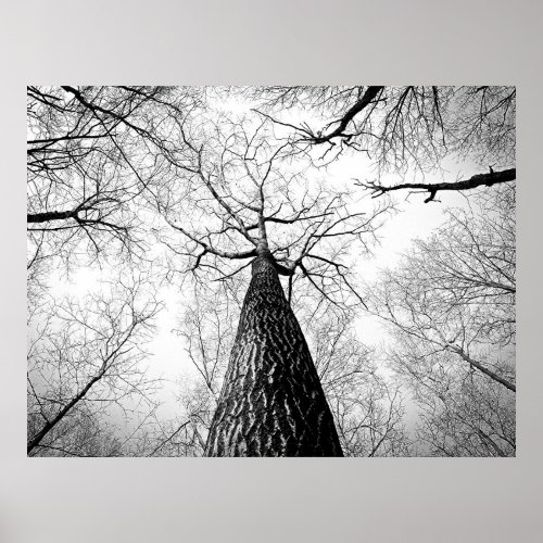Black and White Autumn Tree Forest Poster