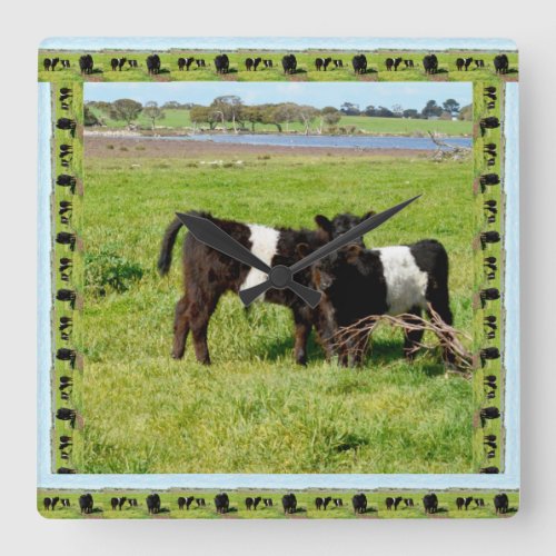 Black And White Baby Belted Galloway Cows Square Wall Clock