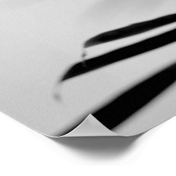 Black and White Bamboo Fargesia dracocephala 'Rufa Poster | Zazzle