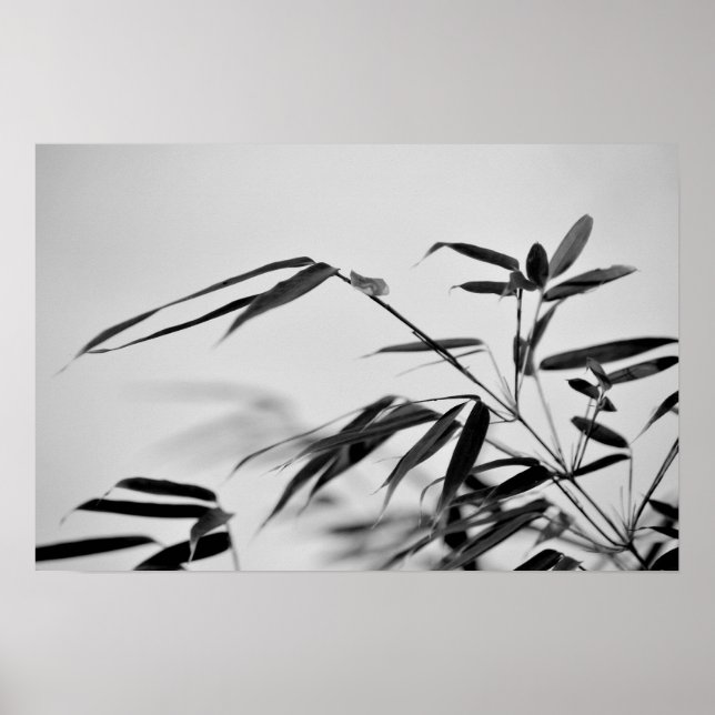 Black and White Bamboo Fargesia dracocephala 'Rufa Poster (Front)