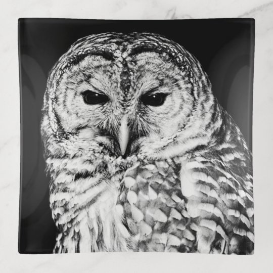 Black And White Barred Owl Face Bird Photo Trinket Trays