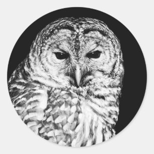 Black and White Barred Owl Portrait Classic Round Sticker