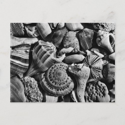 Black and White Beach Shells Postcard