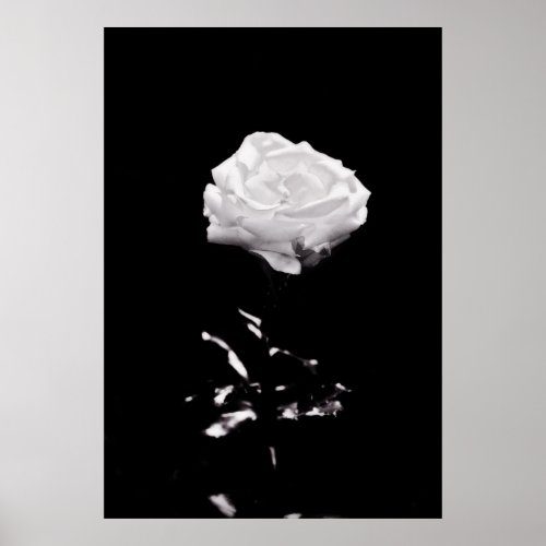 Black and White Beautiful Rose Close_up Poster