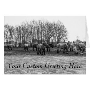 Black and White Belgian Horses In A Pasture Cards