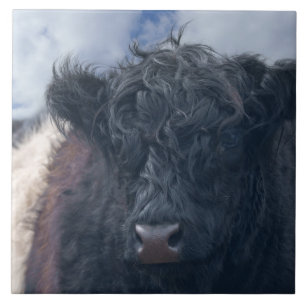 Black and White Belted Galloway Cow Close-Up Ceramic Tile
