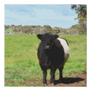 Black And White Belted Galloway Cow, Faux Canvas Print