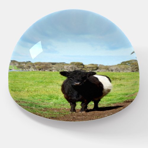 Black And White Belted Galloway Cow Paperweight