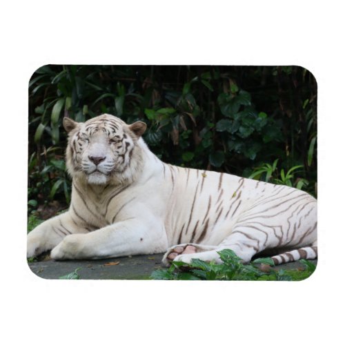 Black and White Bengal Tiger relaxed and smiling Magnet