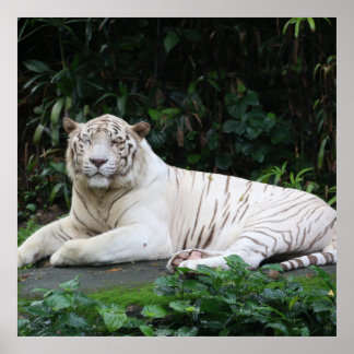 White Bengal Tiger Posters | Zazzle