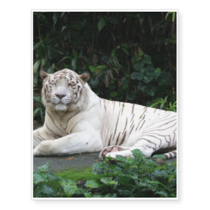 Black and White Bengal Tiger relaxed and smiling Temporary Tattoos