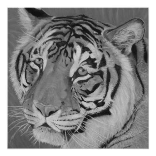 black and white big cat painting of tiger wildlife poster