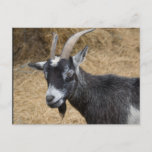 Black And White Billy Goat Postcard at Zazzle