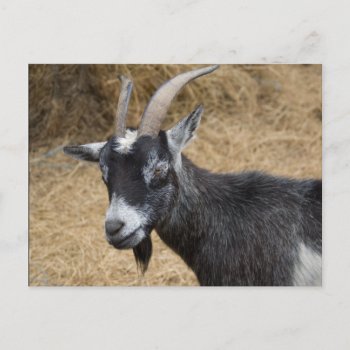 Black And White Billy Goat Postcard by saveena at Zazzle