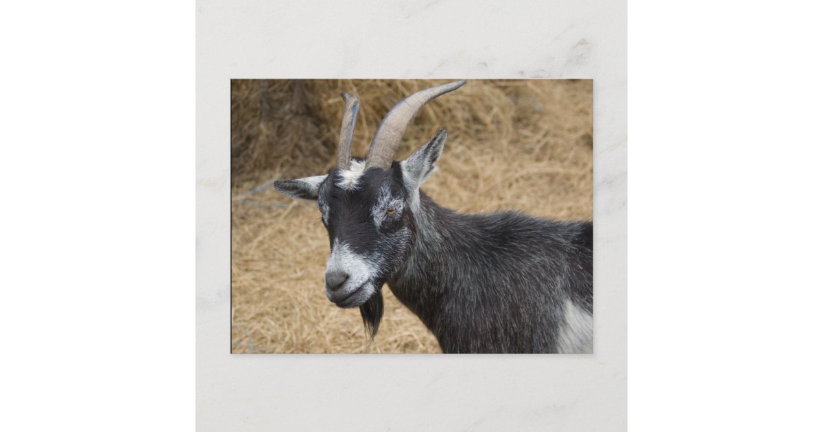 Black and White Billy Goat Postcard | Zazzle