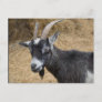 Black and White Billy Goat Postcard