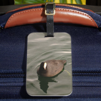 Black-and-White Bird American Coot Luggage Tag