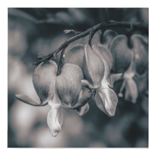 Black and White Bleeding Heart Flowers Faux Canvas Print