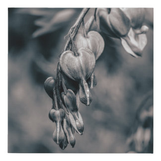Black and White Bleeding Heart Flowers Faux Canvas Print