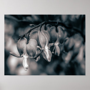 Black and White Bleeding Heart Flowers Poster