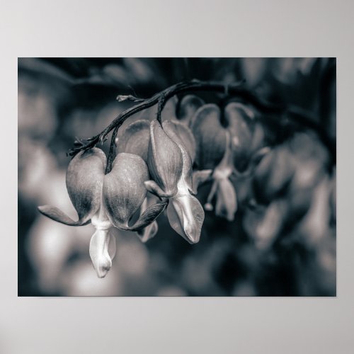 Black and White Bleeding Heart Flowers Poster