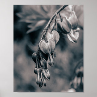 Black and White Bleeding Heart Flowers, Romantic F Poster