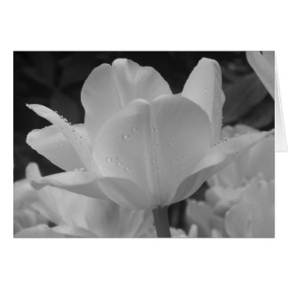 black and white bloomed tulip cards