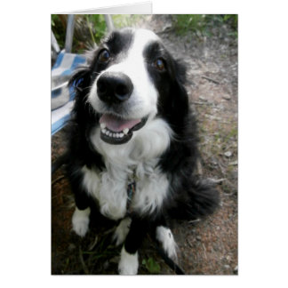 Black and White Border Collie Card