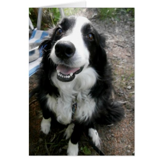Black and White Border Collie Card (Front)