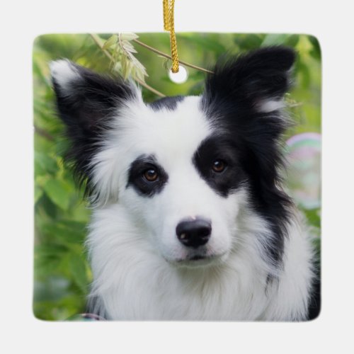 Black and White Border Collie Ceramic Ornament