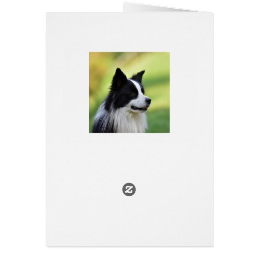 Black and White Border Collie Dog (Back)