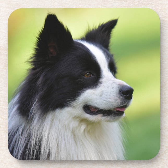 Black and White Border Collie Dog Beverage Coaster (Front)