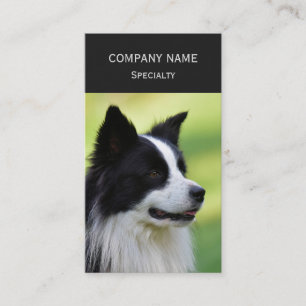 Black and White Border Collie Dog Business Card