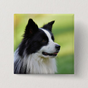 Black and White Border Collie Dog Button