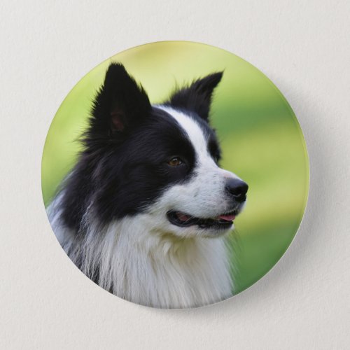 Black and White Border Collie Dog Button