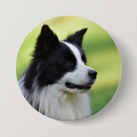 Black And White Border Collie Dog Button Zazzle Com