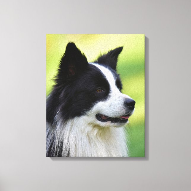 Black and White Border Collie Dog Canvas Print (Front)