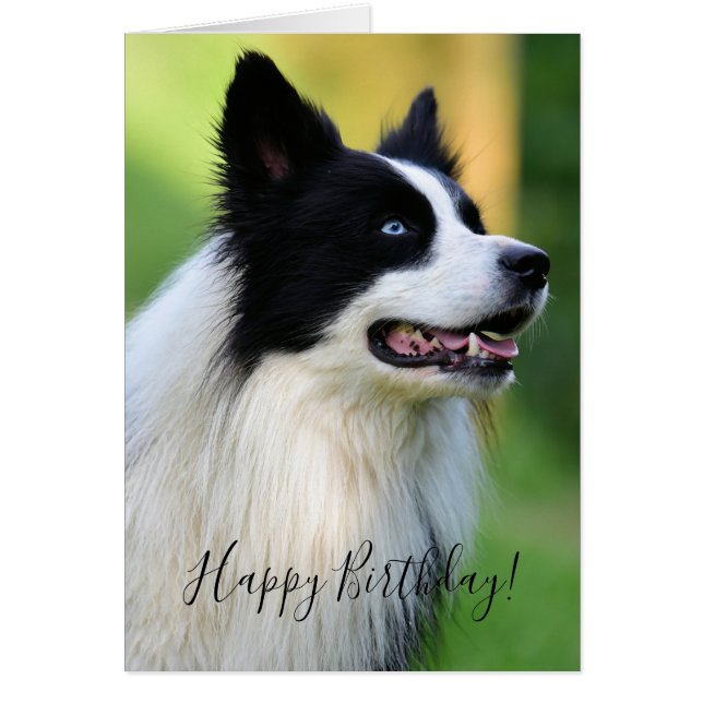 Black and White Border Collie Dog Cards (Front)