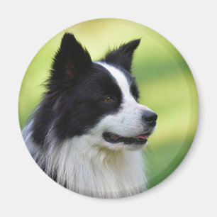 Black and White Border Collie Dog Magnet