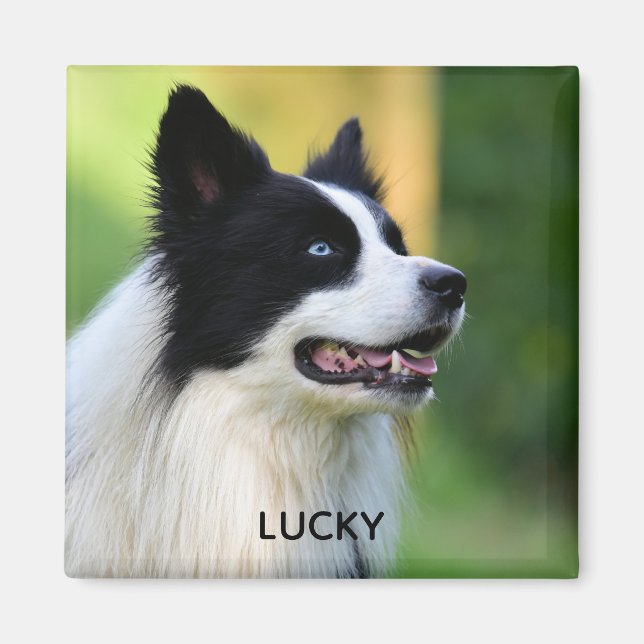 Black and White Border Collie Dog Magnet (Front)
