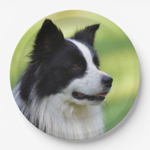 Black and White Border Collie Dog Paper Plates