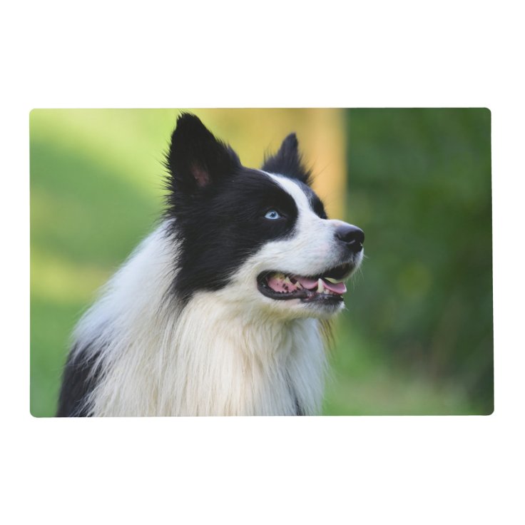 Black and White Border Collie Dog Placemat | Zazzle