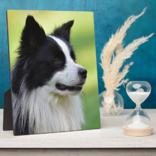 Black and White Border Collie Dog Plaque
