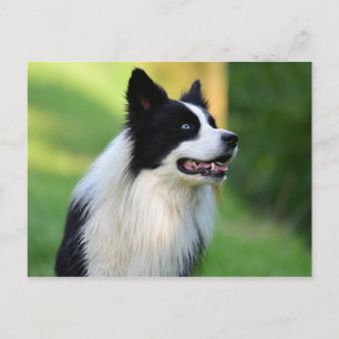 Black and White Border Collie Dog Postcard