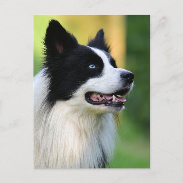 Black and White Border Collie Dog Postcard (Front)