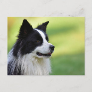 Black and White Border Collie Dog Postcard