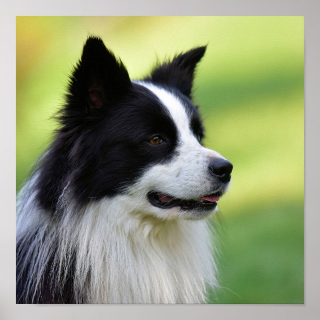 Black and White Border Collie Dog Poster (Front)