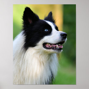 Black and White Border Collie Dog Poster
