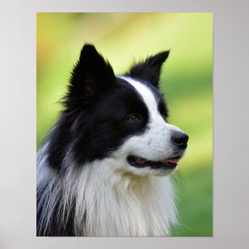 Black and White Border Collie Dog Poster