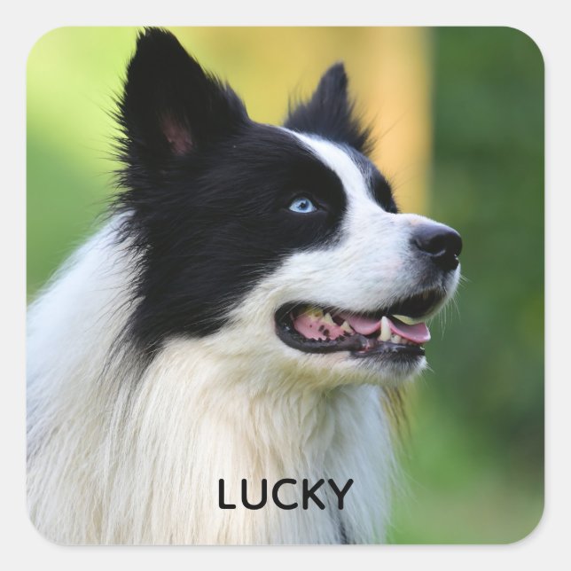 Black and White Border Collie Dog Square Sticker (Front)